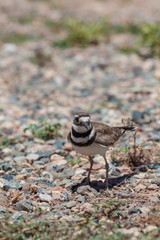 Killdeer