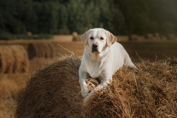 Beautiful Labrador retriever, dog walking in a field,