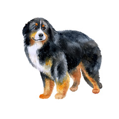 Watercolor closeup portrait of Bernese Mountain Dog breed dog isolated on white background. Longhair large farm working dog posing at dog show. Hand drawn sweet home pet. Greeting card design clip art