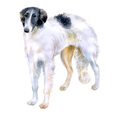 Watercolor closeup portrait of Russian wolfhound breed dog isolated on white background. Longhair large greyhound dog posing at dog show. Hand drawn sweet home pet. Greeting card design. Clip art