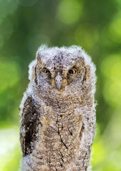 baby owls