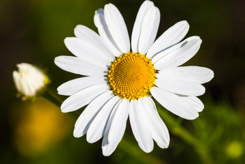 Closeup of the blooming oxeye daisy