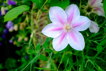 Fototapeta premium a pink and white clematis flower