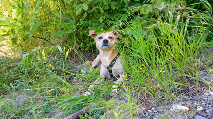 Hund im Gebüsch