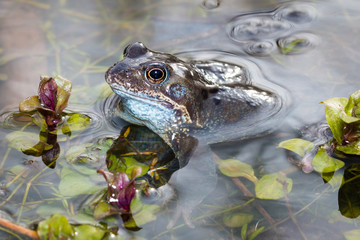 Close up of a common frog in a pond in Spring, with some pond plants and some frog spawn just visible at the top of the frame.