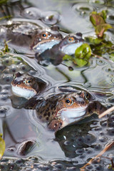 Four speckled common frogs mating and spawning in a pond in spring