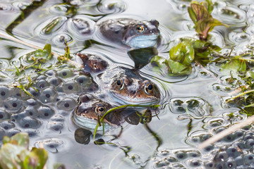 Three common frogs in a pond mating and spawning in spring