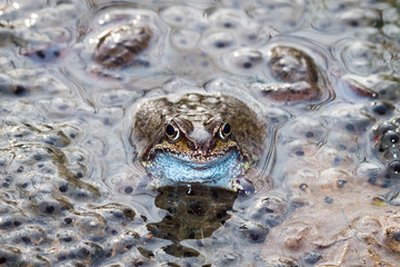 Close up of a common frog spawning and surrounded by frog spawn in a pond in springtime