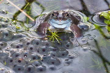 Common frog spawning and surrounded by frog spawn in a pond in springtime