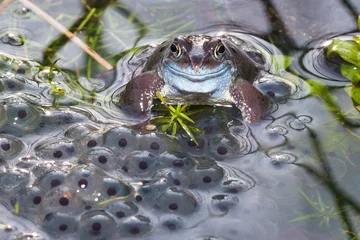 Velvet curtains Frog Common frog spawning and surrounded by frog spawn in a pond in springtime