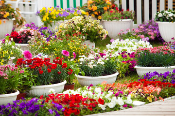 Fototapeta na wymiar Different kinds of garden flowers in pots. Landscape design flowers. Colorful petunias in potflowers