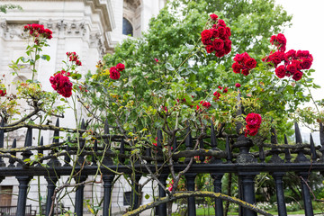 Fototapeta na wymiar red rose bushes at a fence