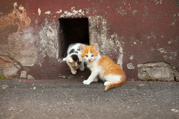 Two kittens is getting out through a hole in the painted concrete ragged wall