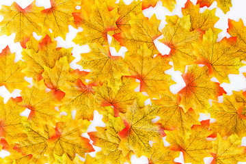 Bright yellow maple leaves.