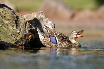 Mallard, Duck, Anas platyrhynchos - nestling with female.