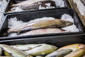 fresh fish in different sizes laying on a table