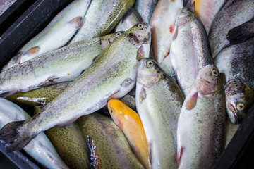 fresh fish in different sizes laying on a table