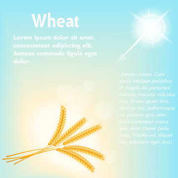 vector illustration.  wheat, yellow on a blue background. flash of the sun
