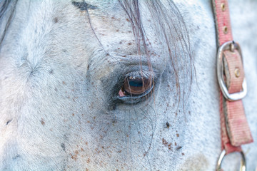 Close up eye of the horse
