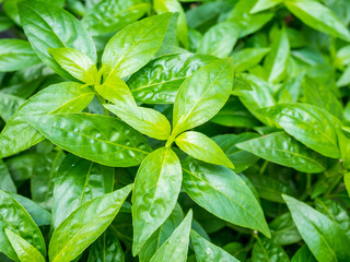 fresh herbal plant leaves Andrographis paniculata