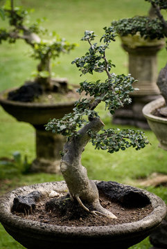 Balinese Bonsai. Bonsai, the art of growing small trees and plants is practiced in the Bali highlands of Munduk.