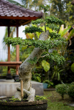 Balinese Bonsai. Bonsai, the art of growing small trees and plants is practiced in the Bali highlands of Munduk.