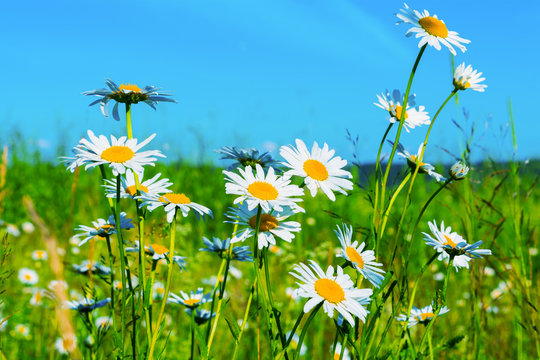 Fototapeta White daisies lawn on blue sky background