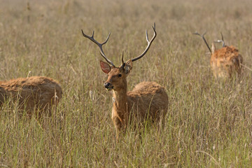 Naklejka na ściany i meble Spotted Deer in the Grasslands