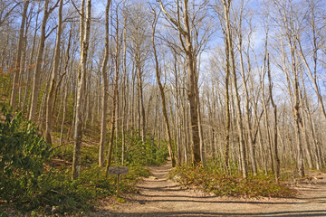 Mountain Trail on a Spring Day