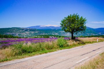 Champs de lavandes et Mont Ventoux sur la route de Sault