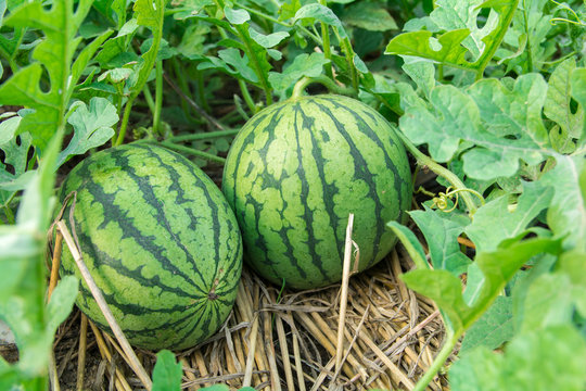 家庭菜園のすいか