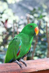 Male Eclectus Parrot