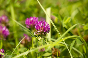 Pink clover