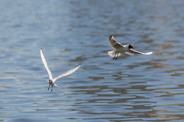 Fototapeta na wymiar Two white seagulls