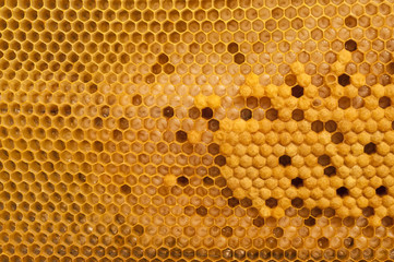 brood cells of the honey bee