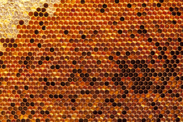 Natural beebread in honeycombs