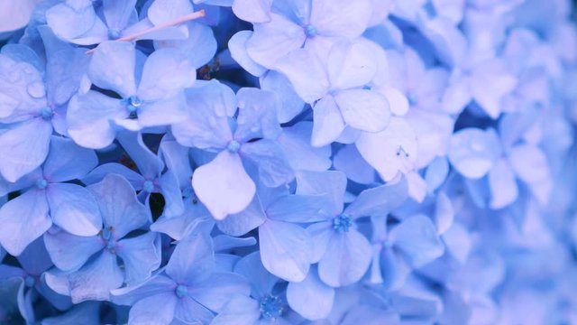 Hydrangea Flowers,in Kokubunji,Tokyo,Japan,Filmed in 4K