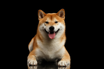 pedigreed Shiba inu Dog Lying and Smiling, Looks Curious on Isolated Black Background, Front view
