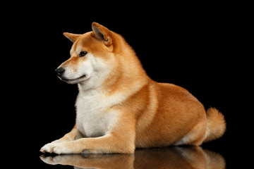 Pedigreed Shiba inu Dog Lying, Looks closely on Isolated Black Background, Side view