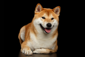 Funny pedigreed Shiba inu Dog Lying and Smiling, Looks Curious on Isolated Black Background, Front view