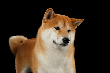 Close-up pedigreed Red Shiba inu Dog Standing and Looks Curious on Isolated Black Background, Front view