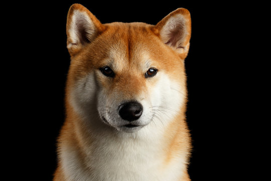 Close-up Portrait of head Shiba inu Dog, Looks Curious in Camera, Isolated Black Background, Front view, Brutal Eyes