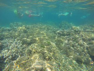 Fototapeta na wymiar underwater coral reefs in sea