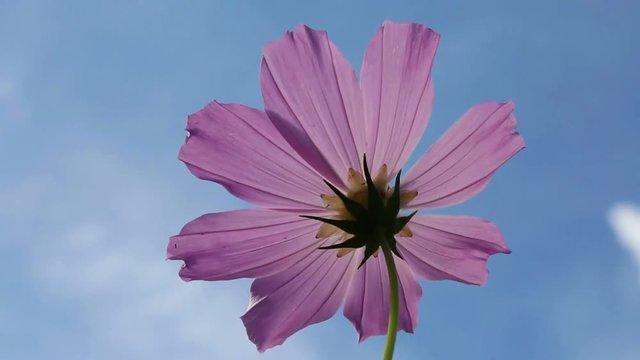 Cosmo Flower against the sky.
Cosmo Flower varies slowly against the blue sky.
