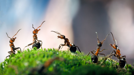 Obrazy  Bardzo blisko dużo mrówek na leśnym mchu