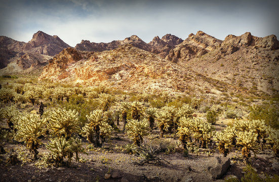 Scenic desert with Cholla cactus in southern Nevada near Nelson Ghost Town, USA