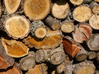 Wood. A cross section by a trunk.