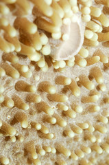 Coral texture © JonMilnes