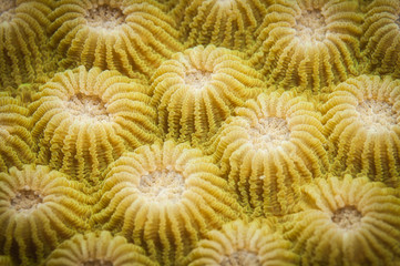 Coral texture © JonMilnes