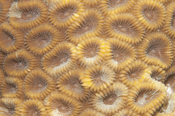 Coral texture